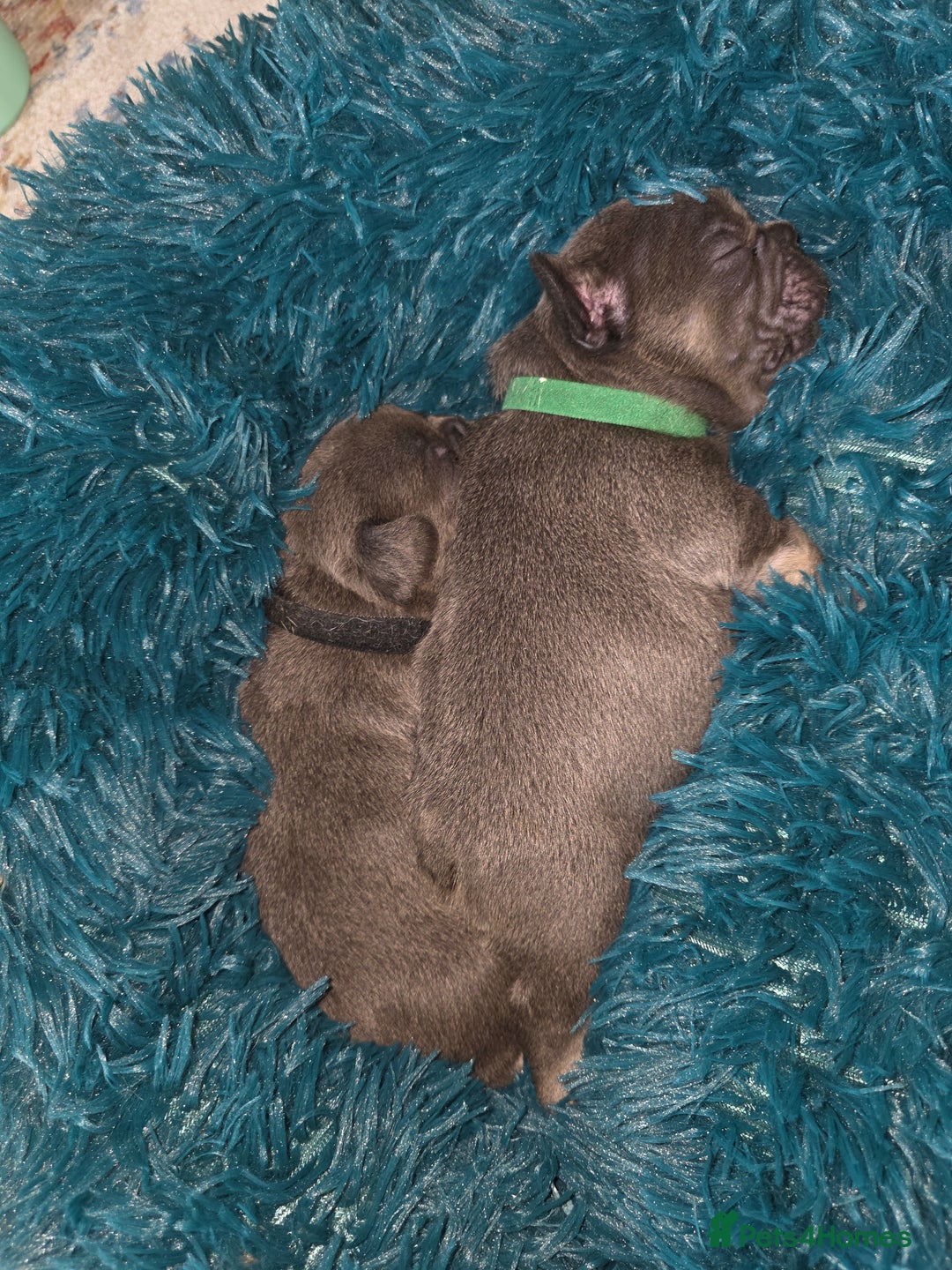 French Bulldog dogs for sale: Frenchie Puppies - Image 3
