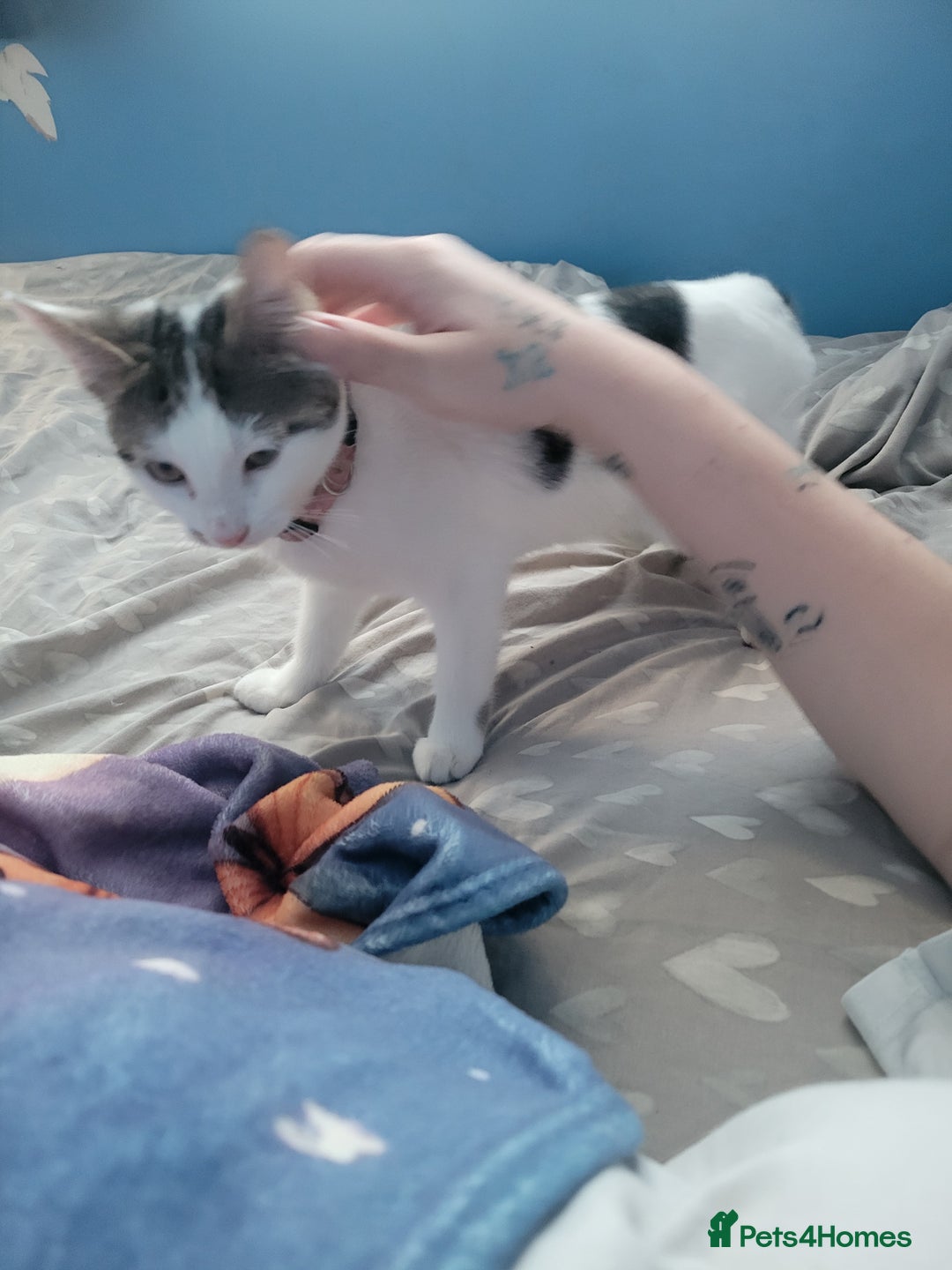 Mixed Breed cats for sale: 2 female kittens  - Image 6