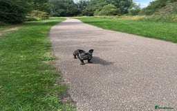 French Bulldog dogs for sale: Norman, 11 month old Frenchie - Image 3