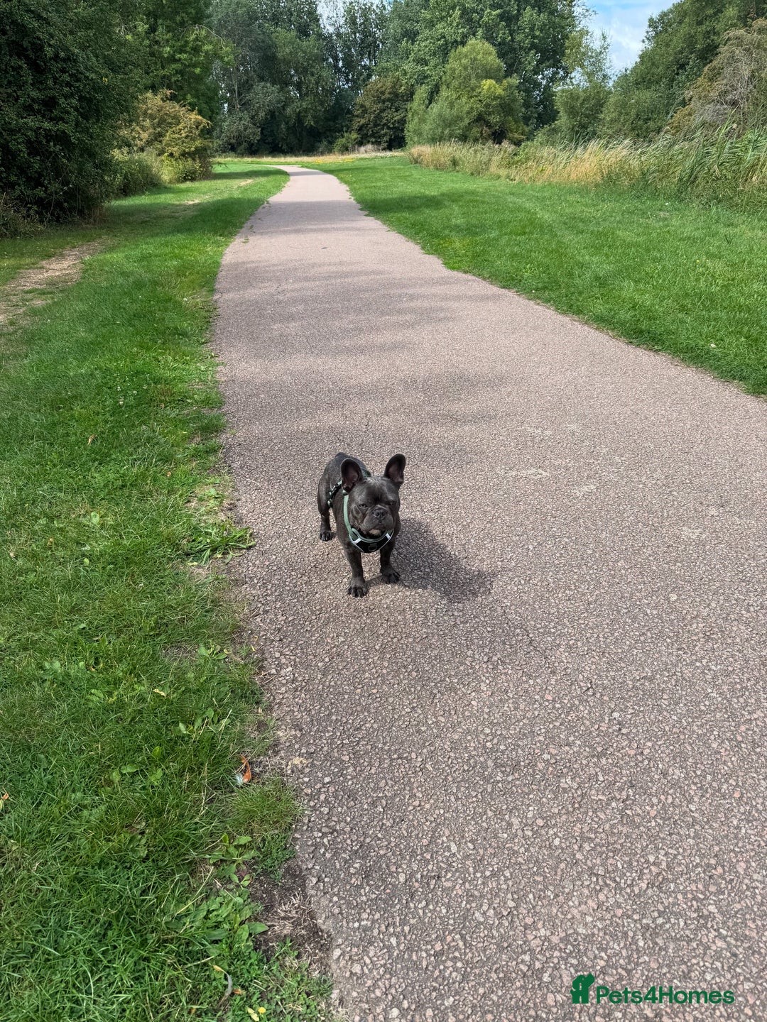 French Bulldog dogs for sale: Norman, 11 month old Frenchie - Image 3
