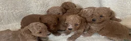 Maltipoo dogs for sale: RARE Tiny F1B Asian maltipoo puppies - Advert 22