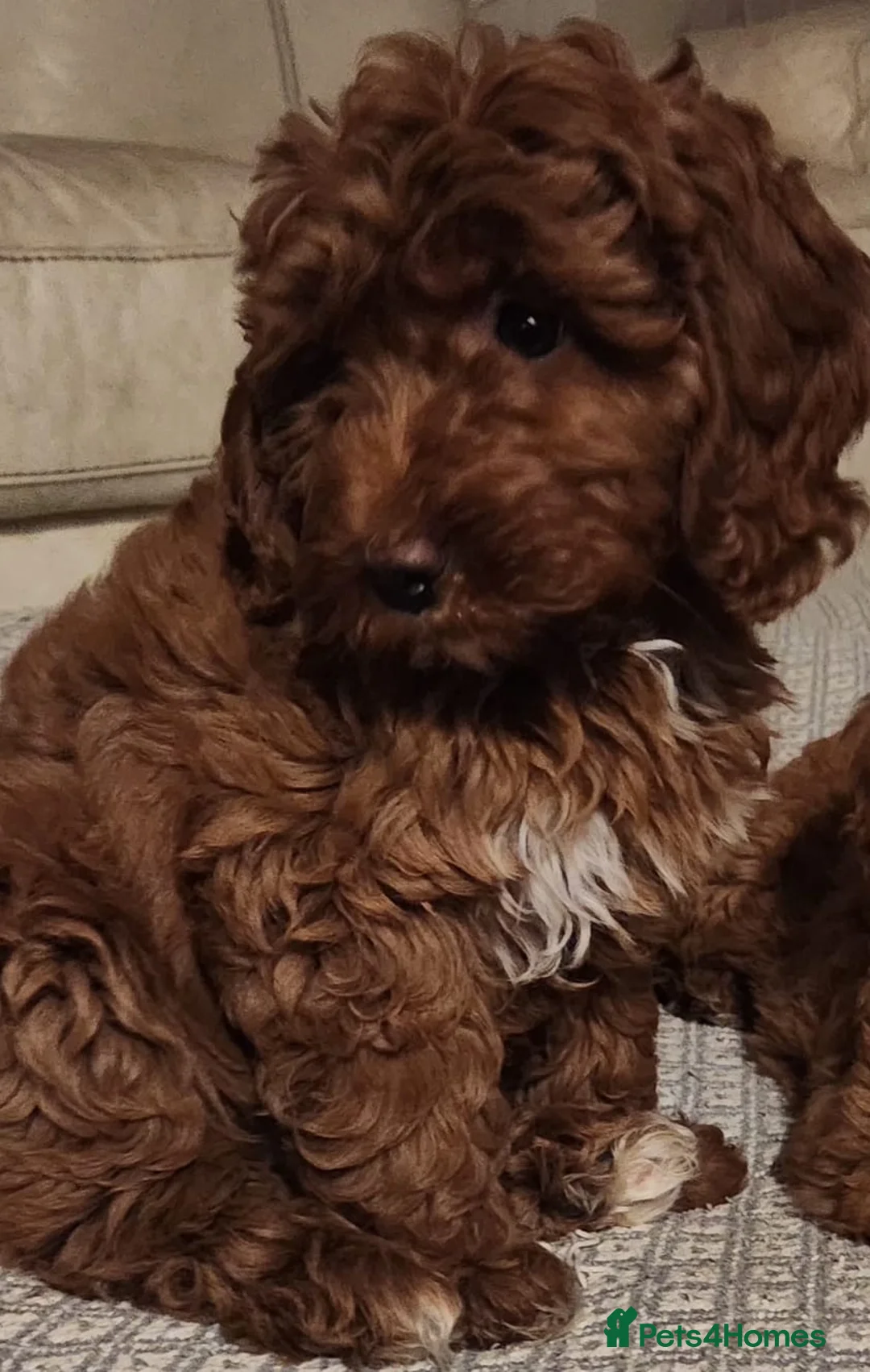 Cavapoo dogs for sale: Stunning Fox Red Cavapoo Puppies Available Now - Advert 3