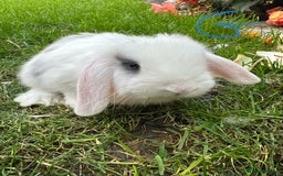 Mini Lop rabbits for sale: Mini Lop Rabbits  - Image 12