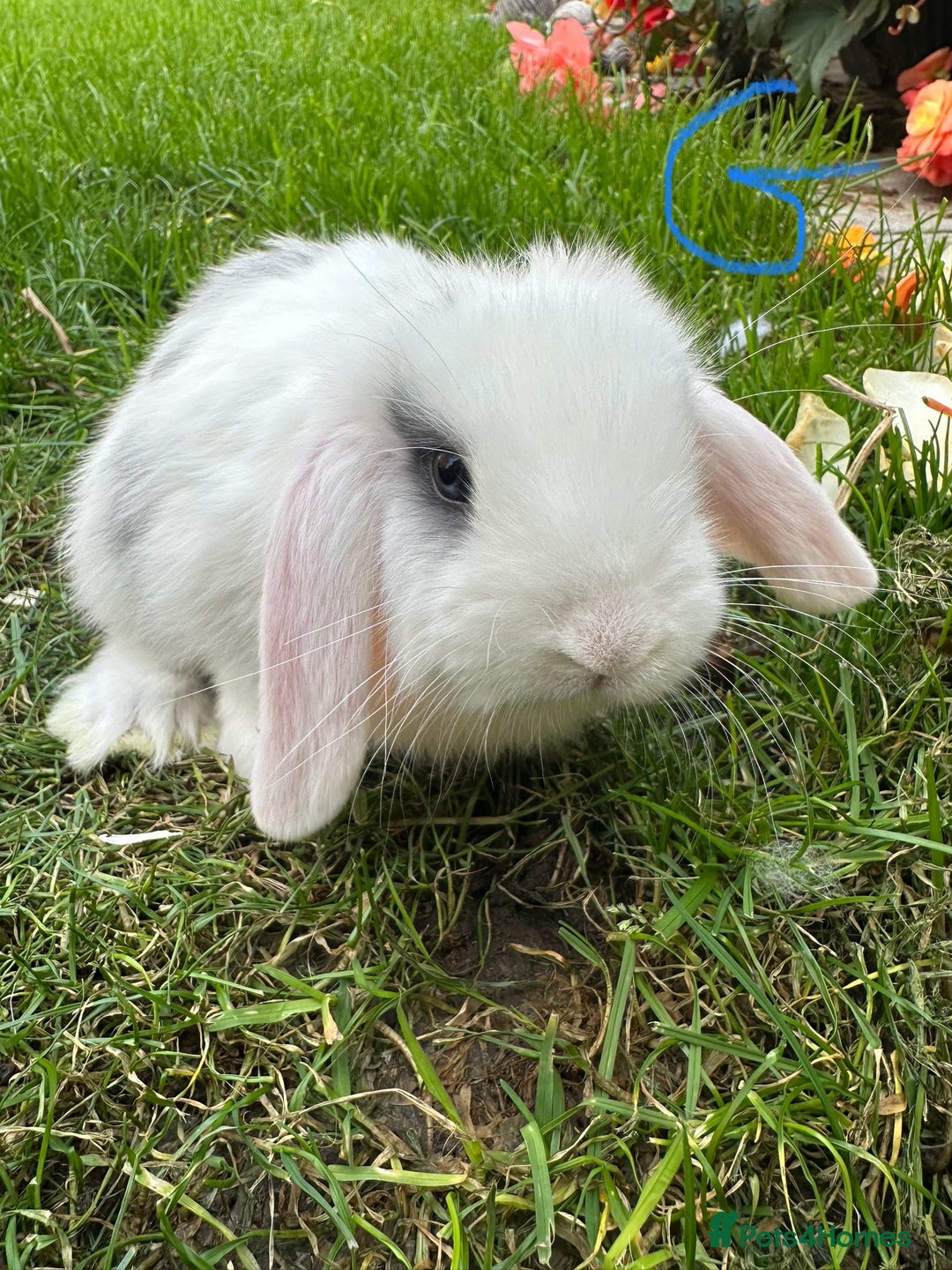 Mini Lop rabbits for sale: Mini Lop Rabbits  - Image 12