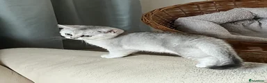 Silver male kitten