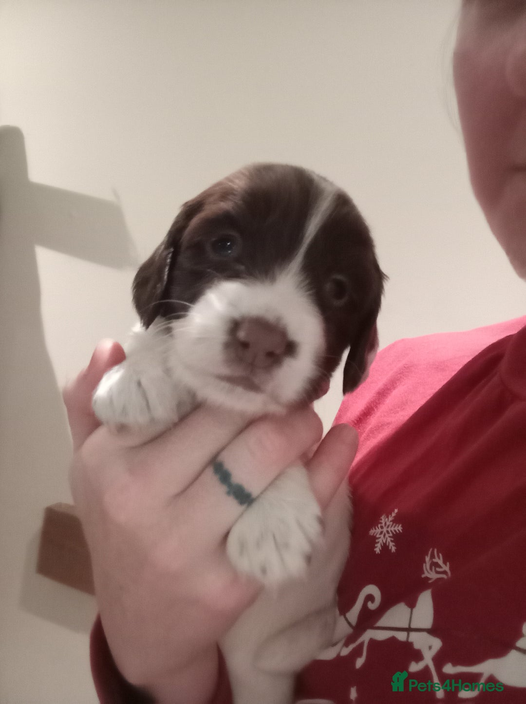 English Springer Spaniel dogs for sale: KC Reg English Springer Spaniels - 2 girls left - Advert 23
