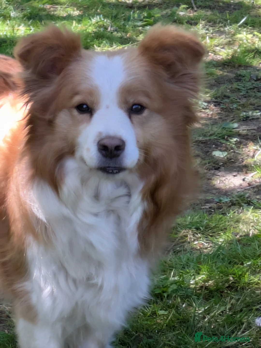 Border Collie dogs for sale: Gold and white female Border Collie, Pet home only in Stowmarket - Advert 1