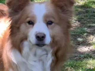 Border Collie dogs Gold and white female Border Collie, Pet home only - Advert 1