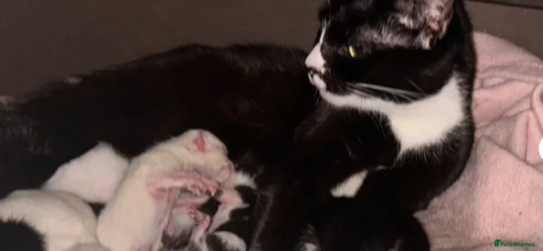 Mixed Breed cats for sale: Siamese x Maine coon kittens ready now.  - Advert 2