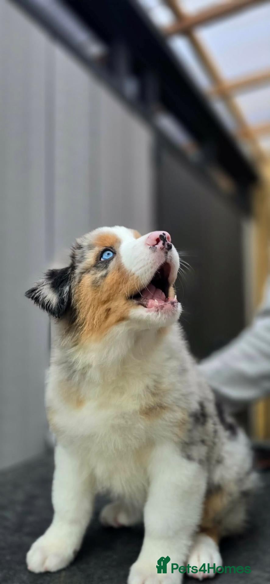 Australian Shepherd dogs Blue Merle NBT Puppy girl - Advert 10