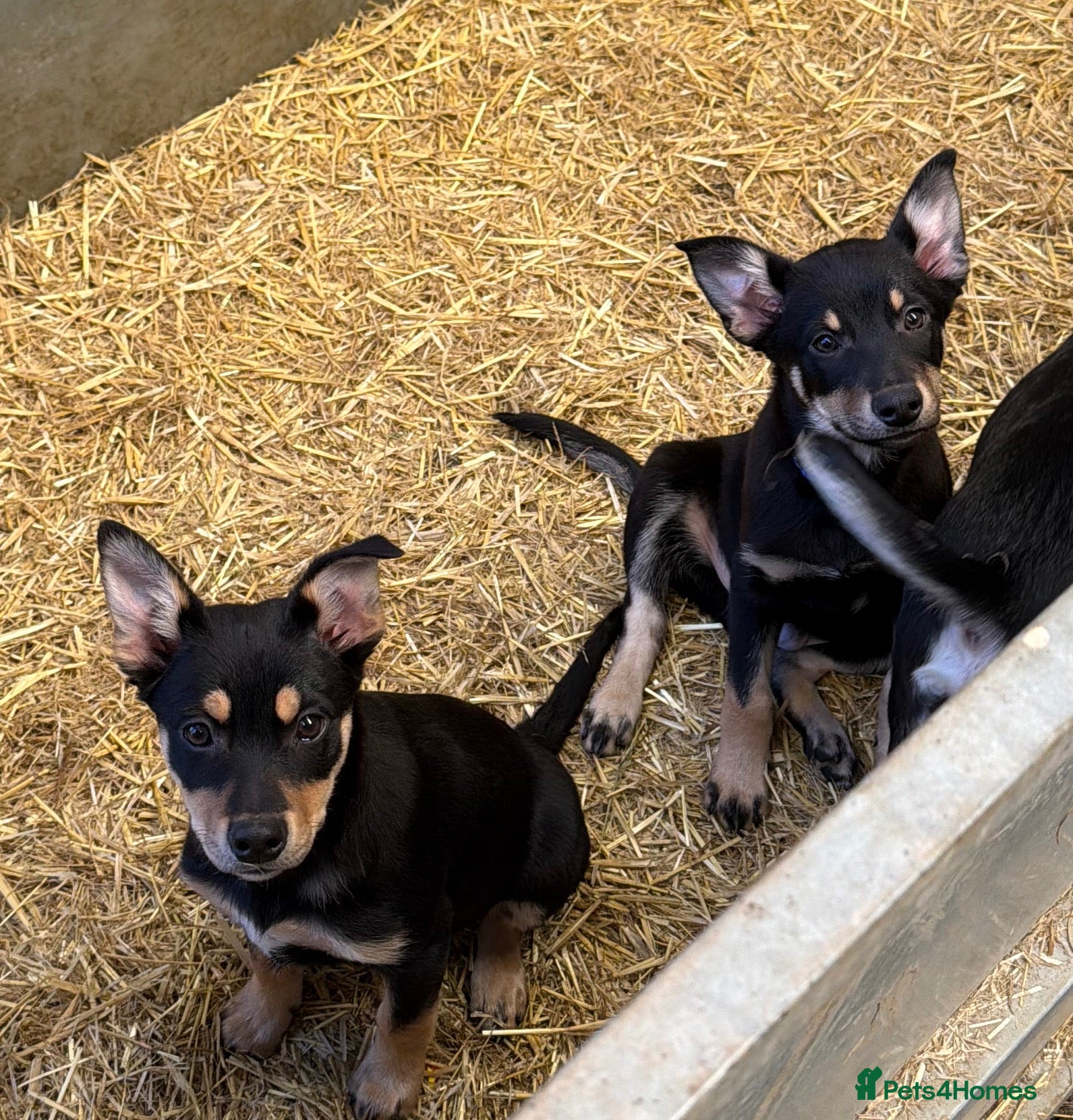 Australian Kelpie dogs Pure Bred Kelpie pups ready to leave now!! - Advert 2