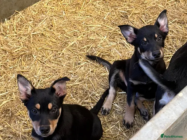 Australian Kelpie dogs for sale: Pure Bred Kelpie pups ready to leave now!! - Advert 2