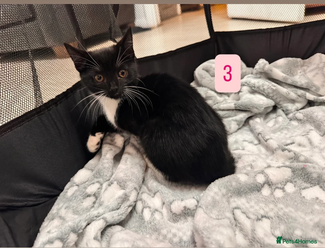 Mixed Breed cats for sale: Tabby Kittens available  - Advert 8