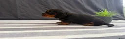 Miniature Dachshund dogs for sale: Longhair Miniature Dachshund - Advert 5