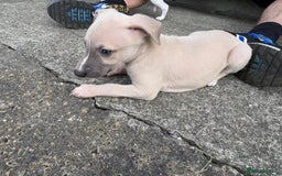 Whippet dogs for sale: Whippet pups ready now  - Image 14