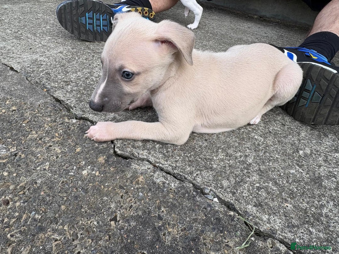 Whippet dogs for sale: Whippet pups ready now  - Image 14