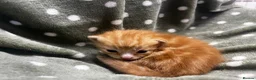 Persian cats for sale: Perfect Persian X Kittens - Advert 25