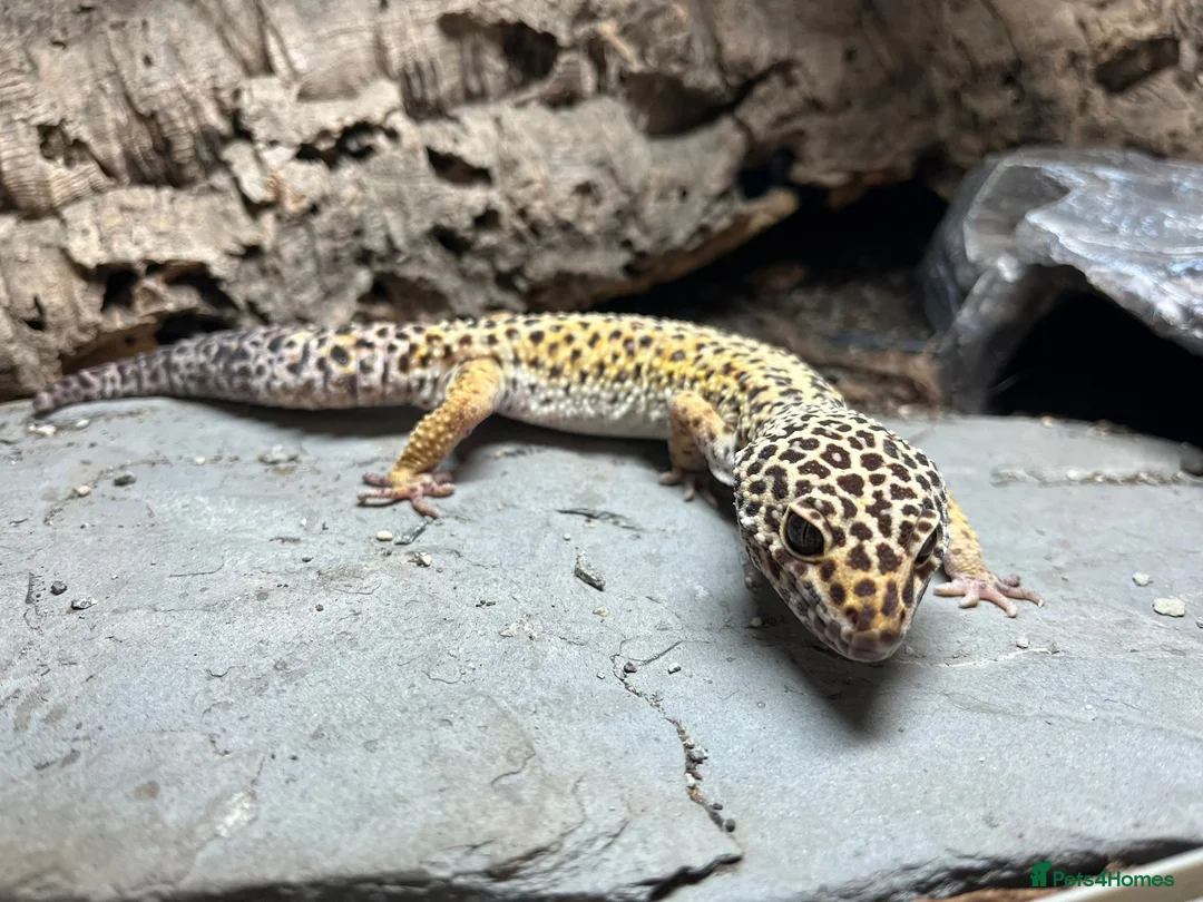 Leopard Gecko reptiles for sale: Leopard gekco with full setup in Yeovil - Advert 2