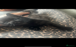 European cats for sale: Fluffy Kittens  - Image 2