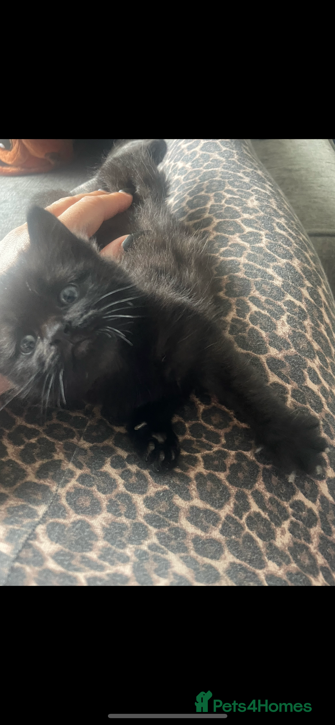 European cats for sale: Fluffy Kittens  - Image 2