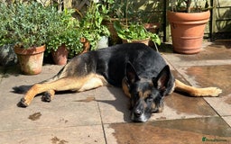 German Shepherd dogs for sale: 8 year old GSD bitch looking for a new home.  - Image 6