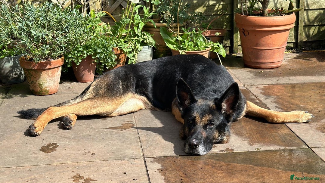 German Shepherd dogs for sale: 8 year old GSD bitch looking for a new home.  - Image 6