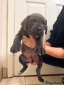 Cane Corso Puppy 2
