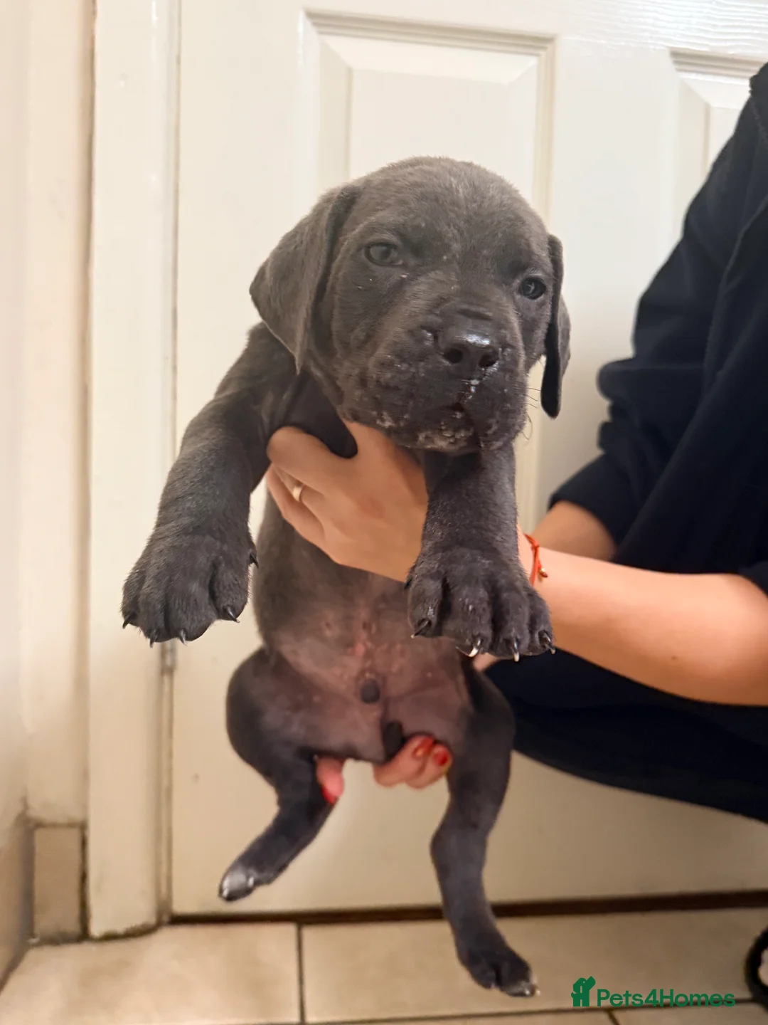 Cane Corso dogs for sale: Beautiful Cane Corso puppies available - Advert 33
