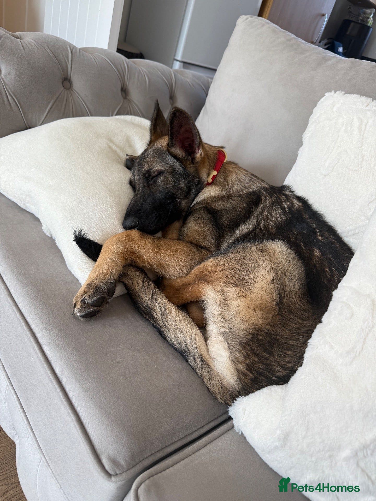 German Shepherd dogs 8 month old German Shepard  - Advert 1