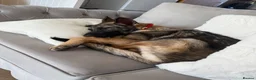 German Shepherd dogs for sale: 8 month old German Shepard  in Rochford - Advert 1
