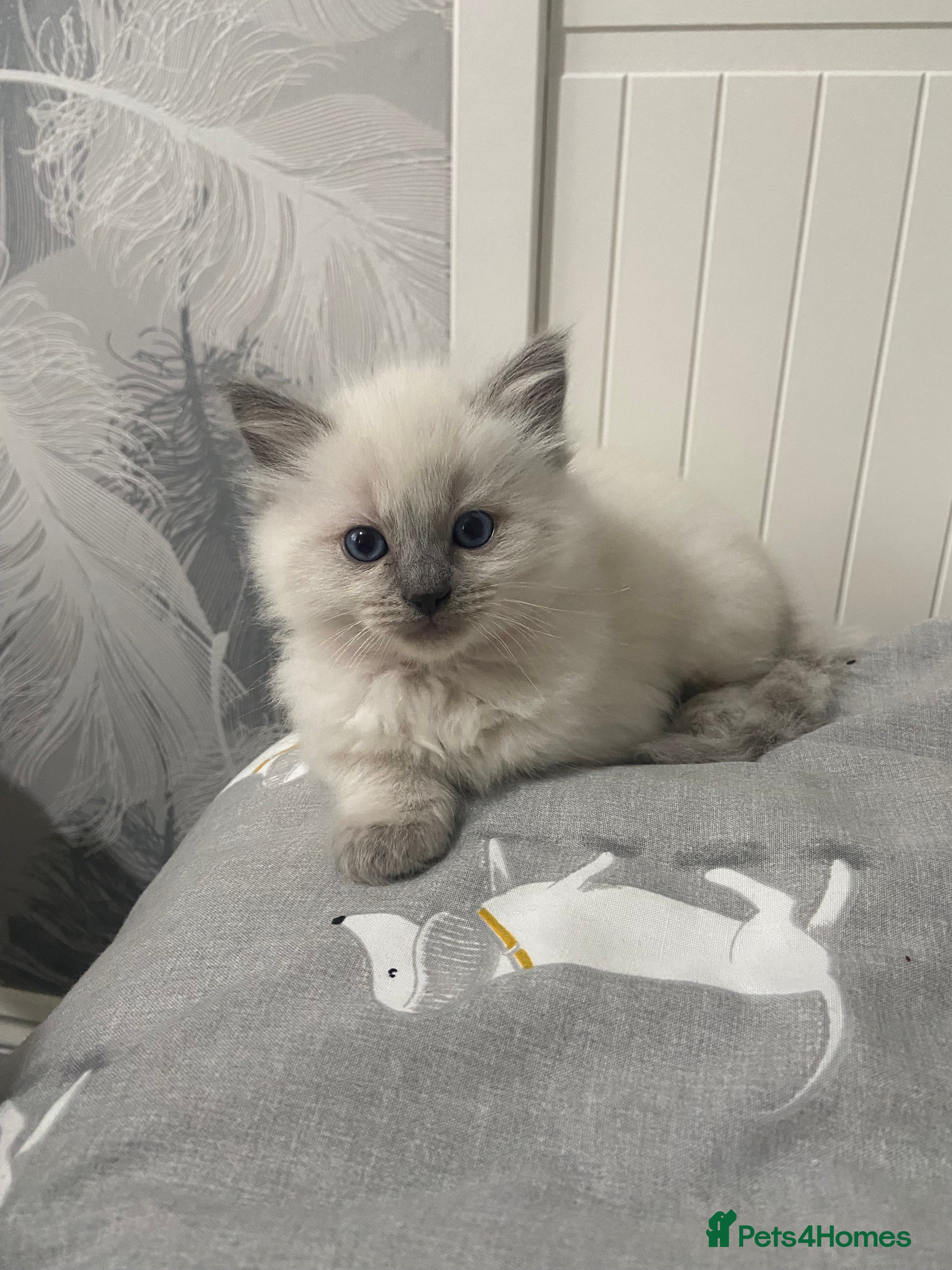Ragdoll cats Adorable Mistletoe back up for sale ! - Advert 2