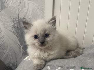 Ragdoll cats Adorable Mistletoe back up for sale ! - Advert 17