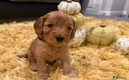 Cavapoo dogs for sale: Adorable Toy Cavapoo puppies ready on 3rd November - Image 24