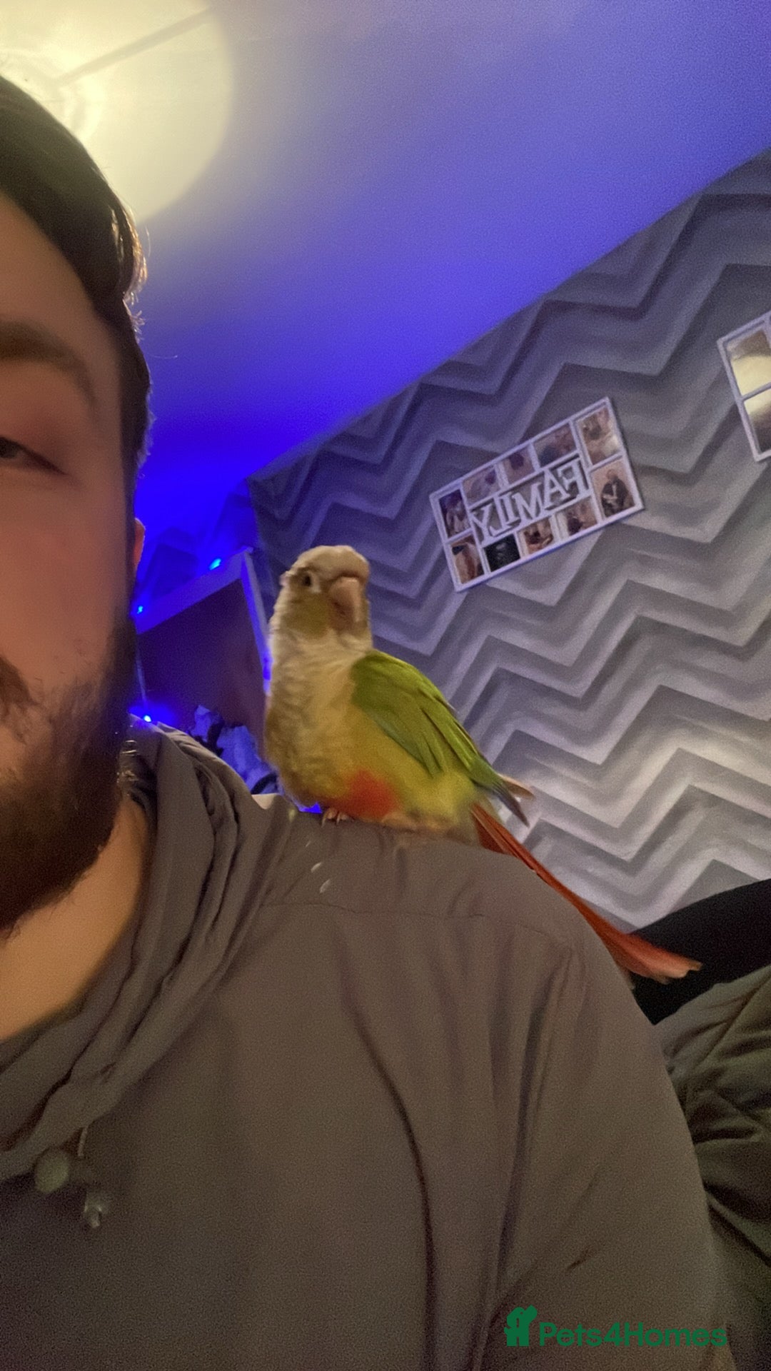 Conures birds Conure parrot - Advert 8