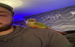 Conures birds for sale: Conure parrot - Advert 1