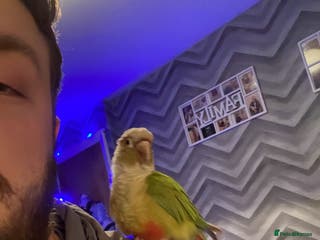 Conures birds Conure parrot - Advert 10