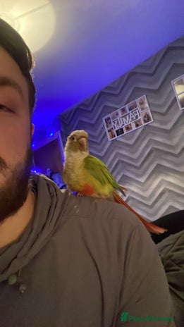 Conures birds Conure parrot - Advert 1