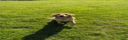 Golden Retriever dogs for sale: KC Registered Golden Retriever Puppies - Advert 13