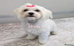 Maltipoo dogs for sale: Stunning multipoos in Ilford - Image 2