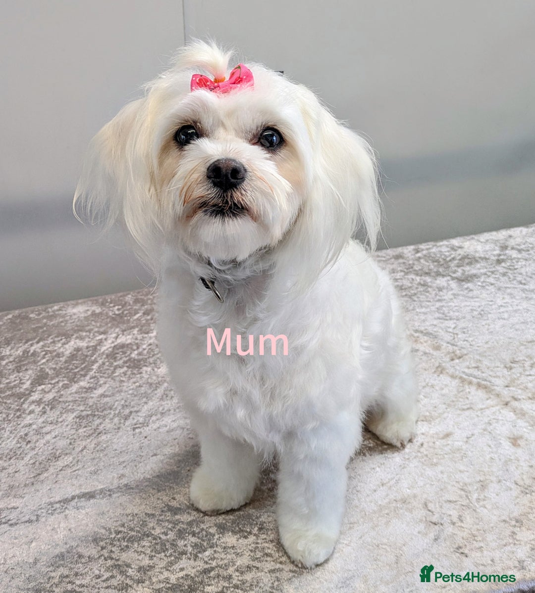 Maltipoo dogs for sale: Stunning multipoos in Ilford - Image 2