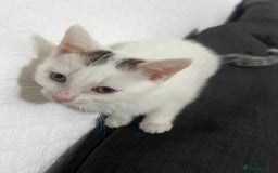 European cats for sale: Male kitten for sale - Image 2