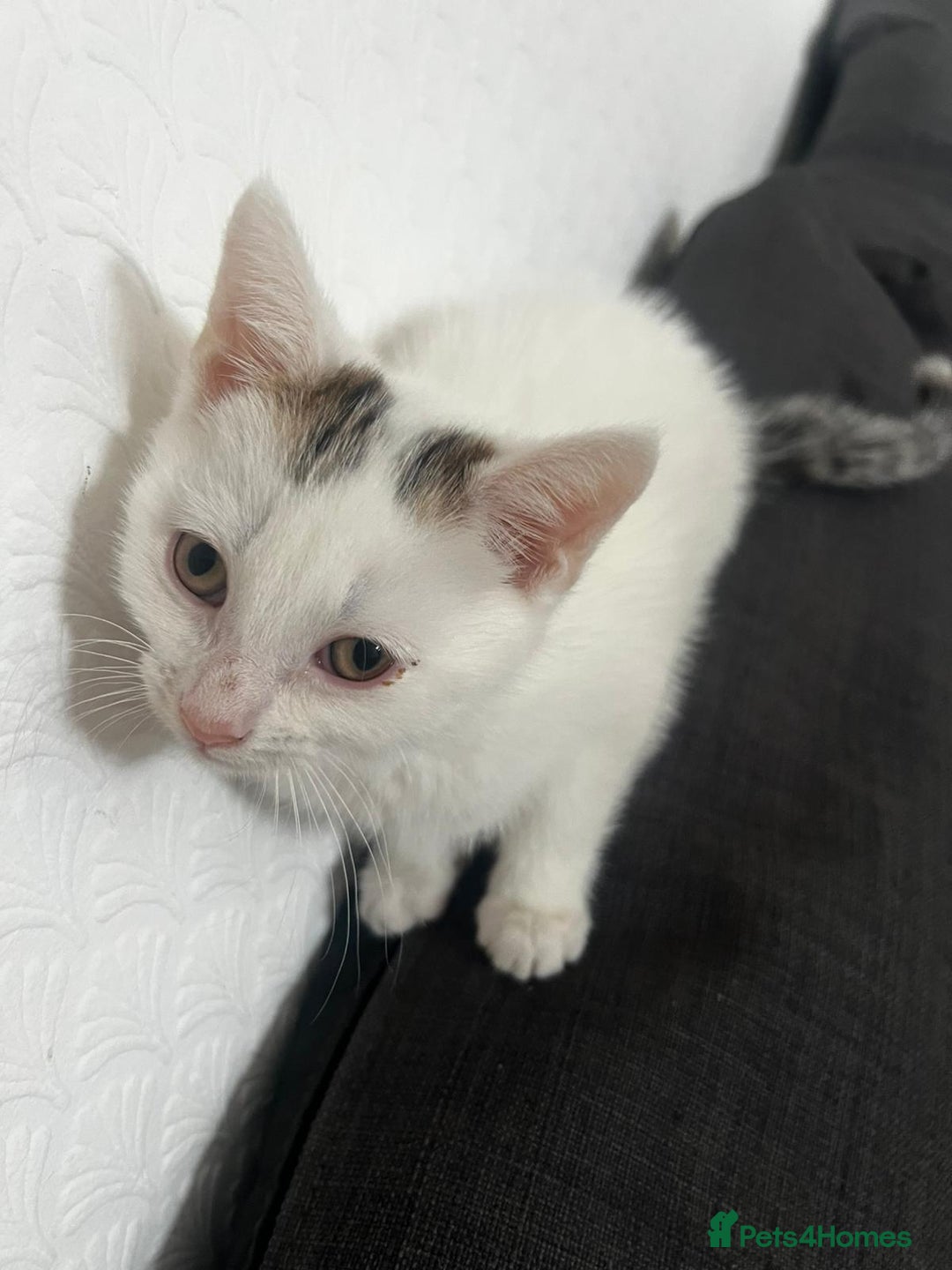 European cats for sale: Male kitten for sale - Image 2