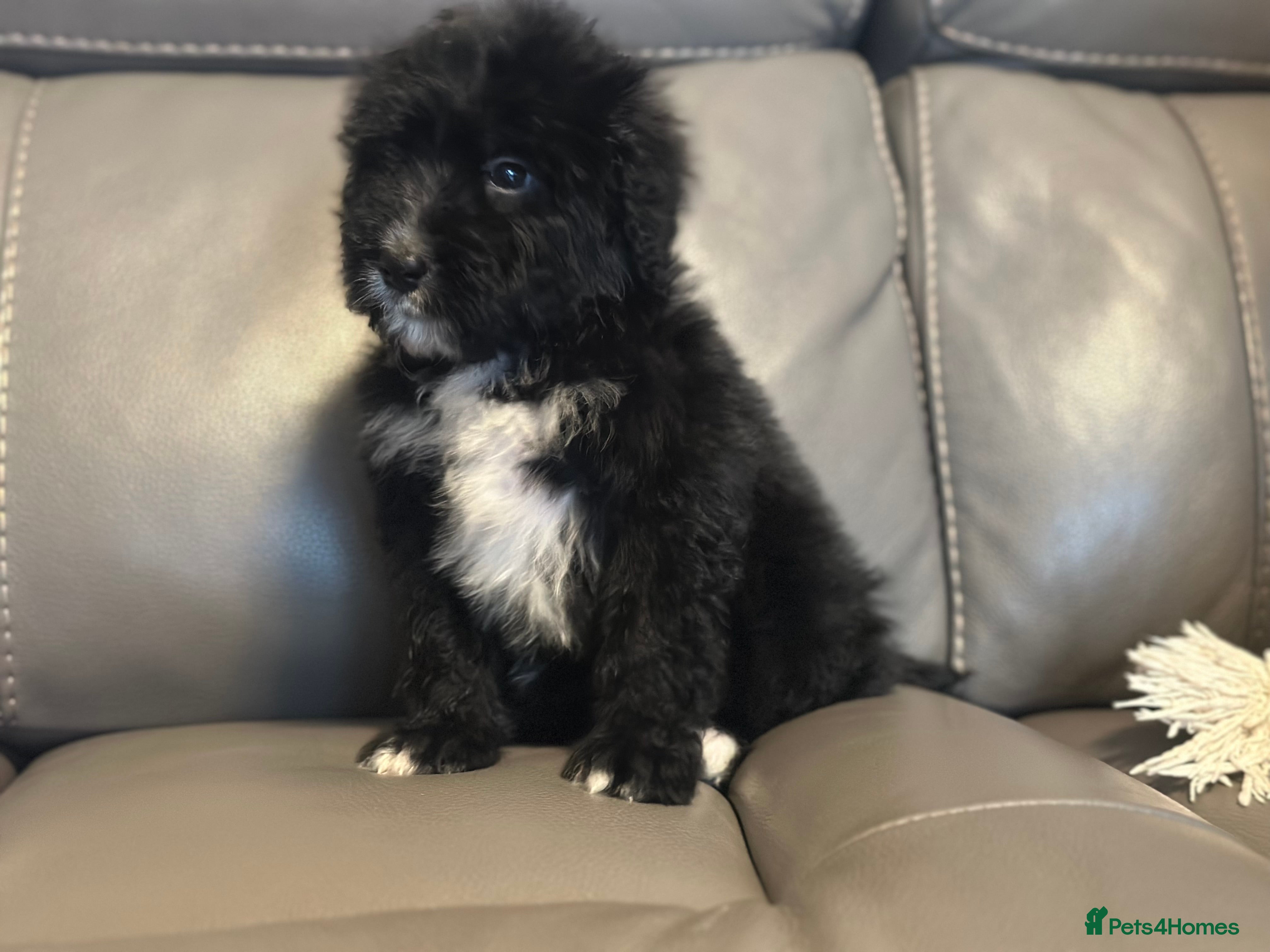 Bernedoodle dogs F1 STANDARD BERNADOODLE VACCINATED FULL VET CHECK - Advert 11