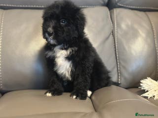 Bernedoodle dogs F1 STANDARD BERNADOODLE VACCINATED FULL VET CHECK - Advert 11