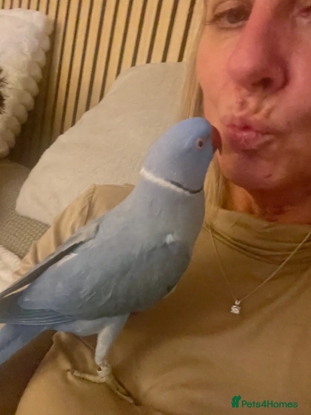 Parrots birds for sale: Gorgeous Super-Tame Blue Ringneck Parrot in Crewe - Advert 2