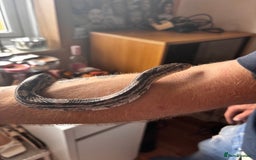 Corn Snake reptiles for sale: Corn snake for sale - Image 2