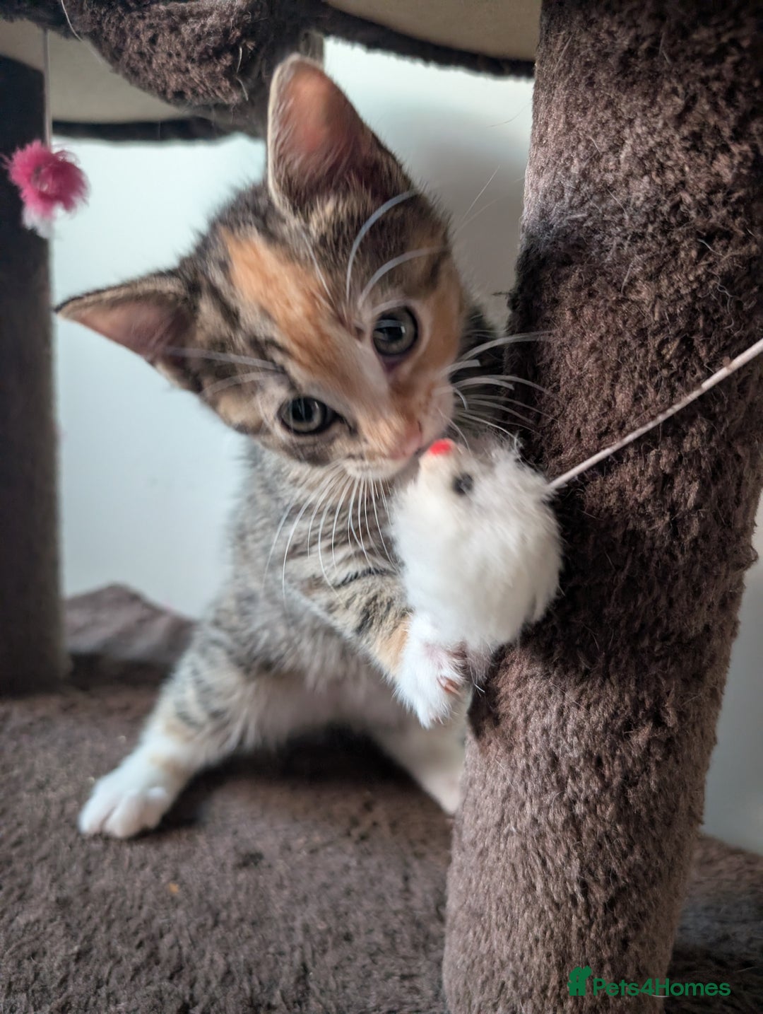 Mixed Breed cats for sale: 4 beautiful kittens for sale  - Image 14