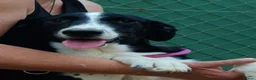 Mixed Breed dogs for adoption: Panda is looking for her forever home  in Newton Abbot - Advert 4