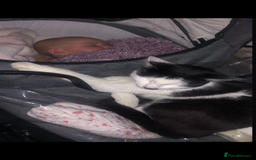 Mixed Breed cats for sale:  Mixed breed Tom cat - Image 3