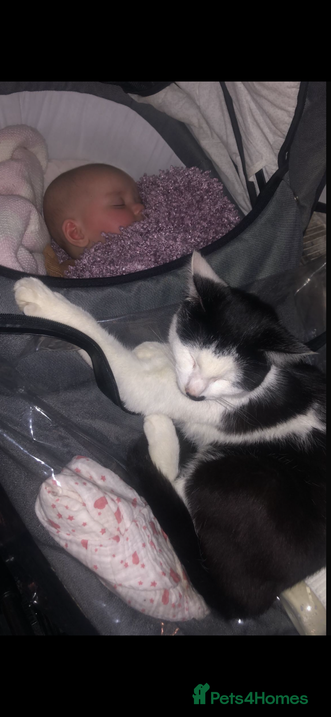 Mixed Breed cats for sale:  Mixed breed Tom cat - Image 3